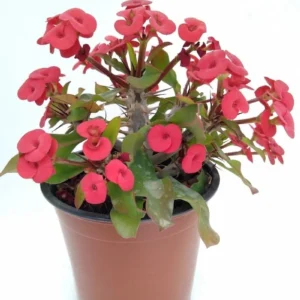 Euphorbia-Milii-Corona-de-Cristo