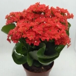 Kalanchoe-Blossfeldiana
