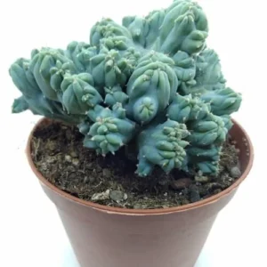 Myrtillocactus-Geometrizans-Cristata