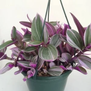 Tradescantia Nanouk