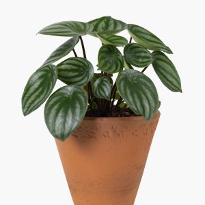 Peperomia Sandía